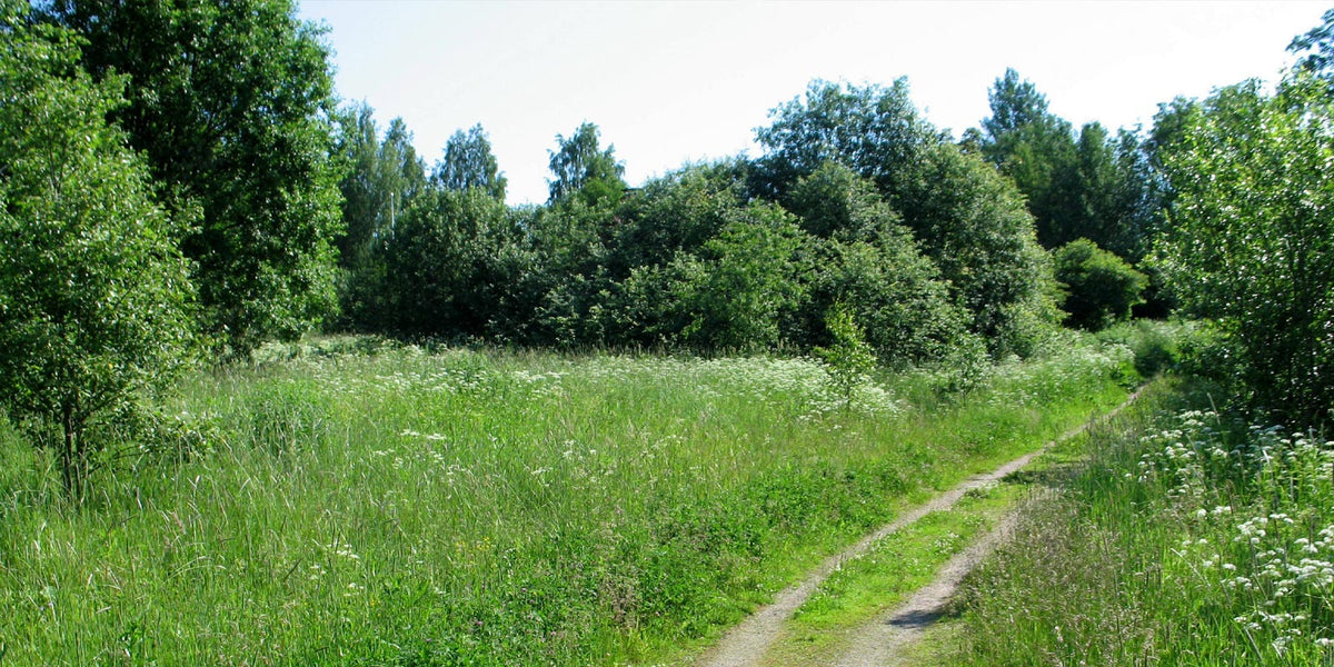 Punkit, nuo pikku perskuleet